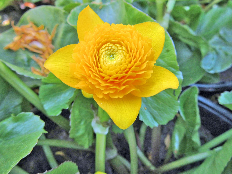 Caltha palustris Multiplex - Sumpfdotterblume gefüllt